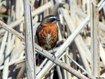 SIETEVESTIDOS (Poospiza nigrorufa) - Bañadito Santiago Vazquez-MONTEVIDEO (Agosto 2010)